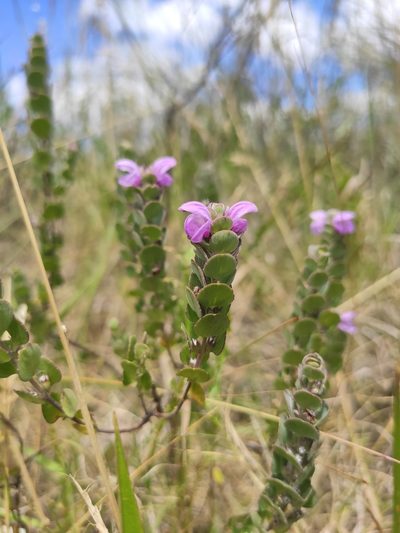 Glechon marifolia, photographed by alfo