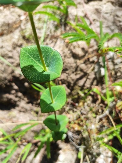 Hypericum connatum, photographed by Pedro Zorrilla