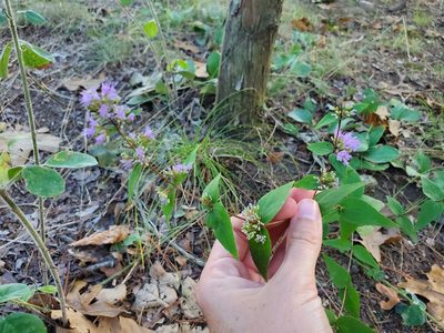 Cunila origanoides, photographed by Katie Kucera