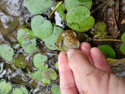 Hydrocharis spongia, photographed by Katie Kucera