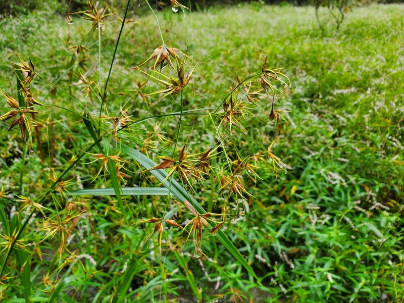 Rhynchospora corniculata, photographed by Katie Kucera