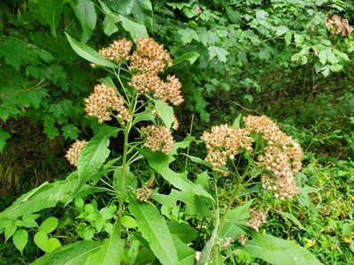 Pluchea camphorata, photographed by Katie Kucera