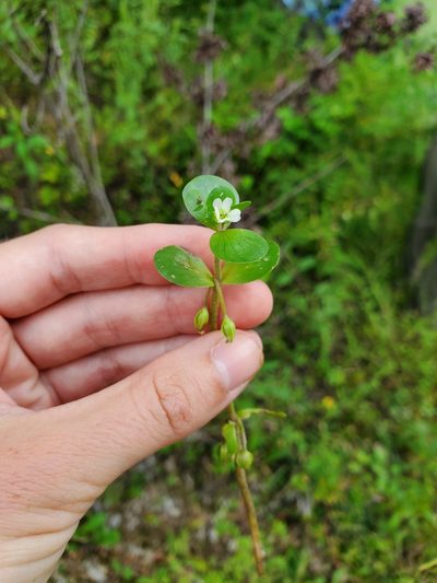 Bacopa rotundifolia, photographed by Katie Kucera