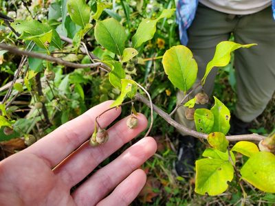 Styrax americanus, photographed by Katie Kucera
