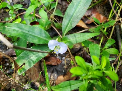 Commelina virginica, photographed by Katie Kucera