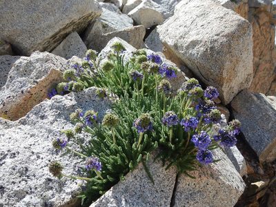 Polemonium eximium, photographed by Matt Lavin