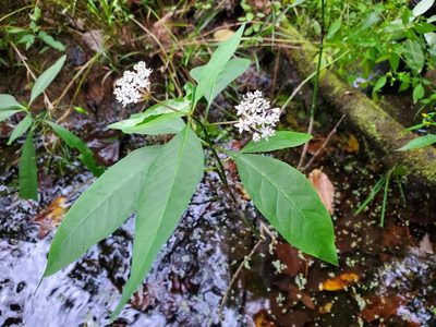 Asclepias perennis, photographed by Katie Kucera