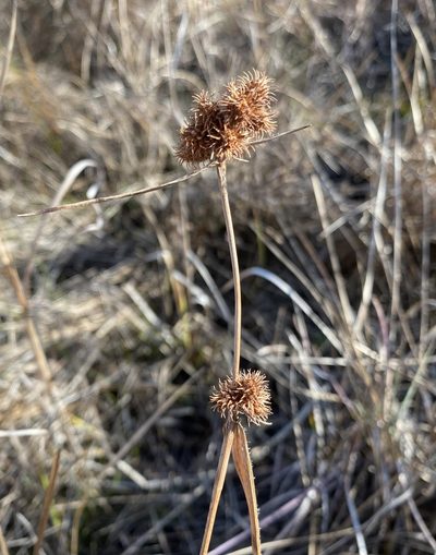 Fuirena squarrosa, photographed by Daniel McNair