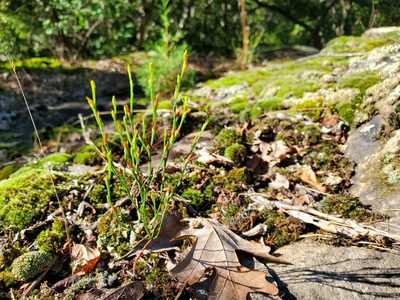 Hypericum gentianoides, photographed by Katie Kucera