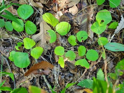 Desmodium rotundifolium, photographed by Katie Kucera