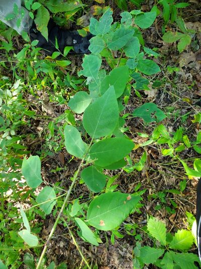 Desmodium laevigatum, photographed by Katie Kucera