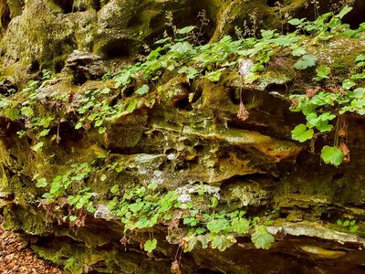 Heuchera missouriensis, photographed by Katie Kucera