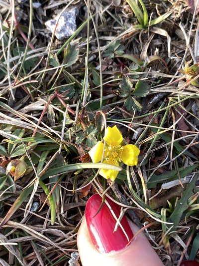 Potentilla anglica, photographed by maureen_c-m