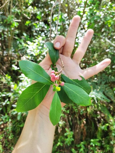 Azara uruguayensis, photographed by alfo