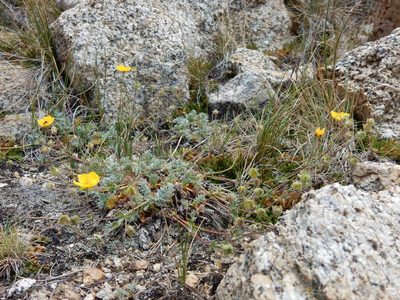 Potentilla breweri, photographed by Matt Lavin