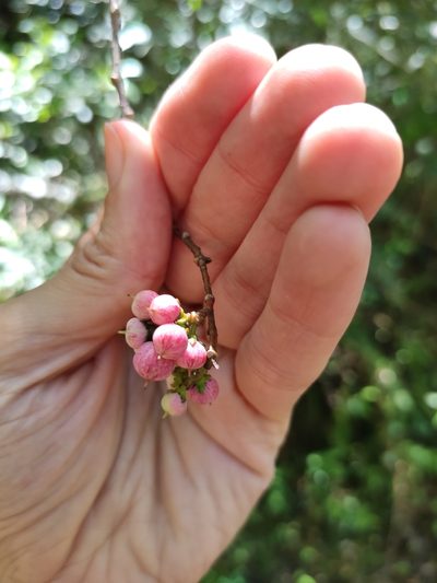 Azara uruguayensis, photographed by alfo