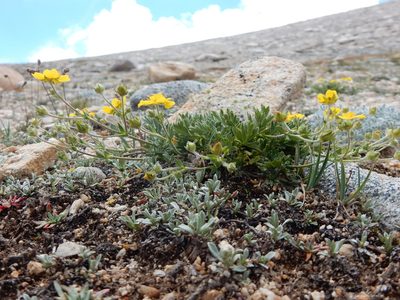 Potentilla drummondii, photographed by Matt Lavin