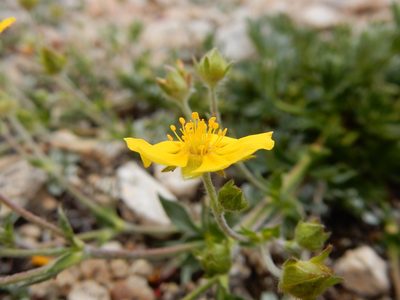 Potentilla drummondii, photographed by Matt Lavin