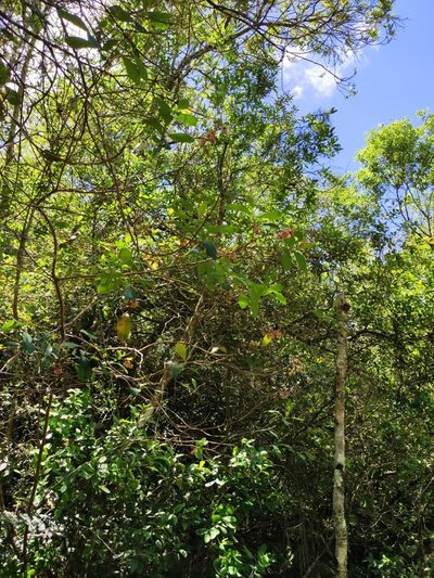 Azara uruguayensis, photographed by alfo