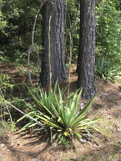 Yucca cernua, photographed by Laura Clark
