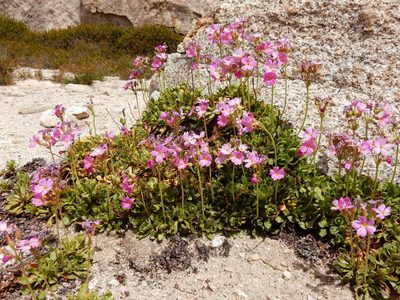 Primula suffrutescens, photographed by Matt Lavin