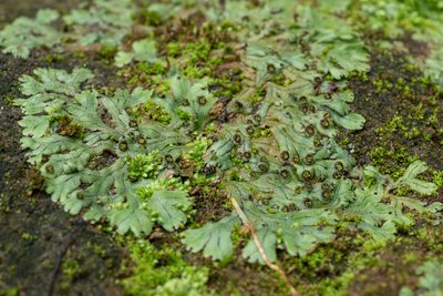 Marchantia pinnata, photographed by 國立臺灣博物館