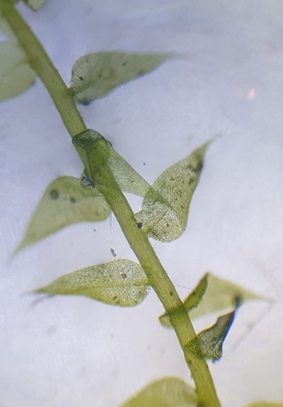 Hygroamblystegium humile, photographed by Jonathan Hughes