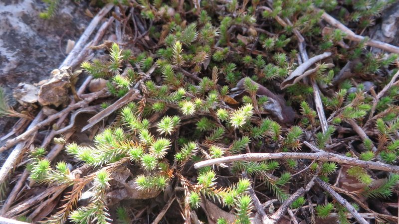 Selaginella wrightii, photographed by Rogelio Reyna-Hernández