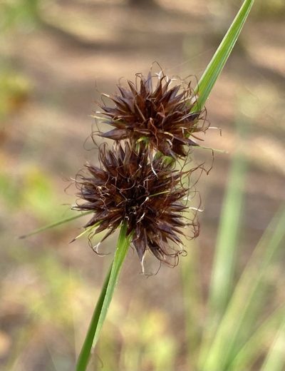 Rhynchospora cephalantha, photographed by Daniel McNair