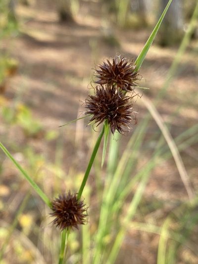 Rhynchospora cephalantha, photographed by Daniel McNair