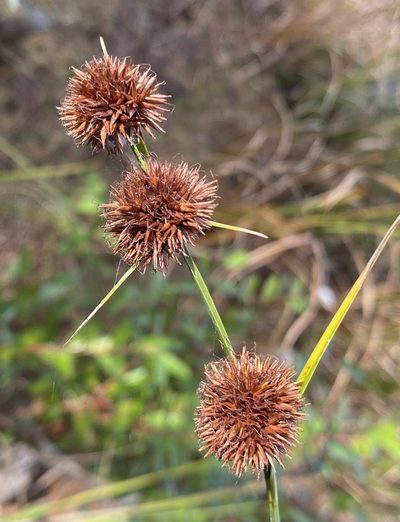 Rhynchospora cephalantha, photographed by Daniel McNair