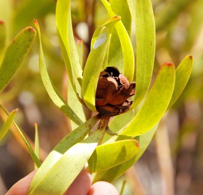 Leucadendron microcephalum, photographed by Tony Rebelo