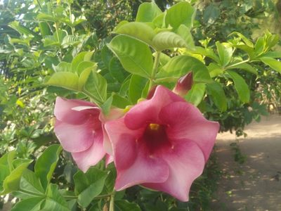 Allamanda blanchetii, photographed by Sunday Berlioz KAKPO