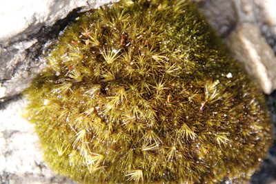 Campylopus bartramiaceus, photographed by Tony Rebelo
