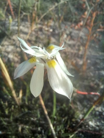 Moraea viscaria, photographed by Brian du Preez