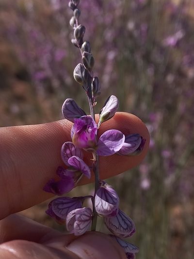 Polygala ephedroides, photographed by Brian du Preez