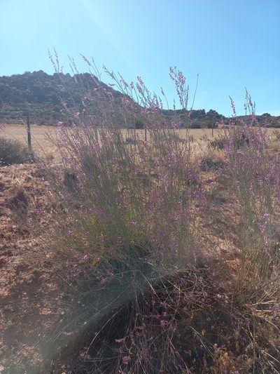 Polygala ephedroides, photographed by Brian du Preez