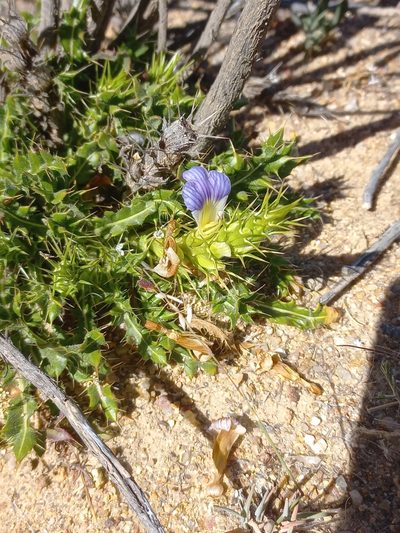 Acanthopsis glabra, photographed by Brian du Preez