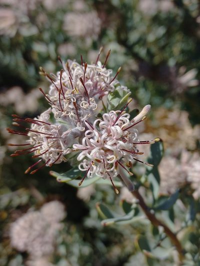 Vexatorella alpina, photographed by Brian du Preez
