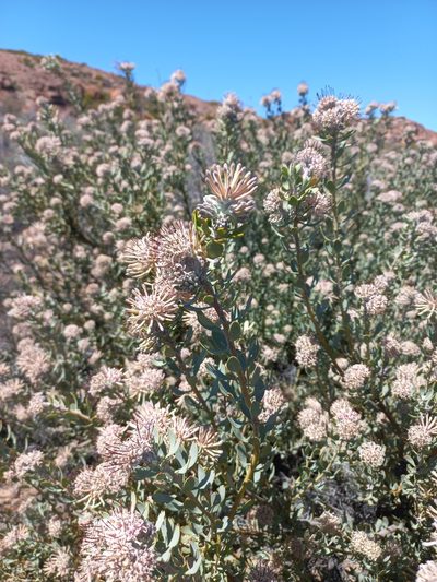 Vexatorella alpina, photographed by Brian du Preez