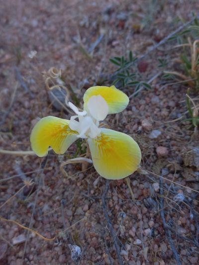 Moraea serpentina, photographed by Brian du Preez