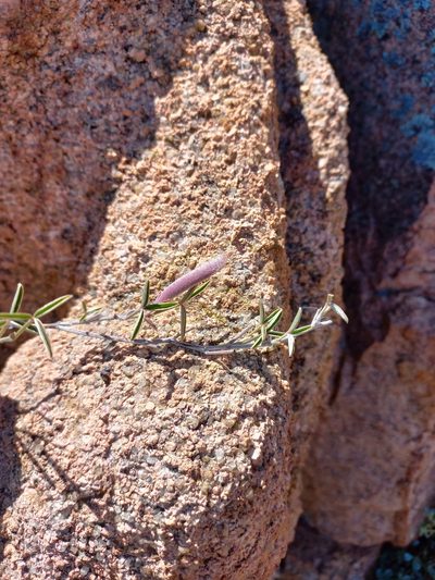 Argyrolobium petiolare, photographed by Brian du Preez