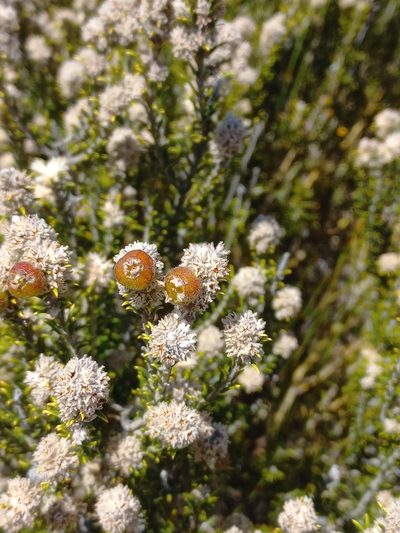 Phylica montana, photographed by Brian du Preez