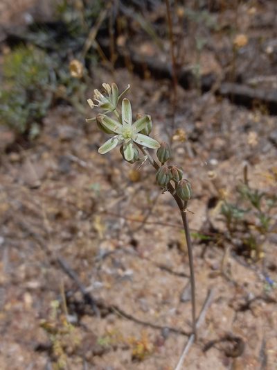 Trimelopter unifolium, photographed by Brian du Preez
