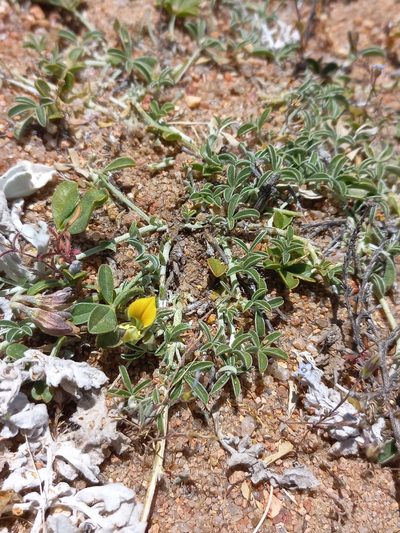 Lotononis acutiflora, photographed by Brian du Preez