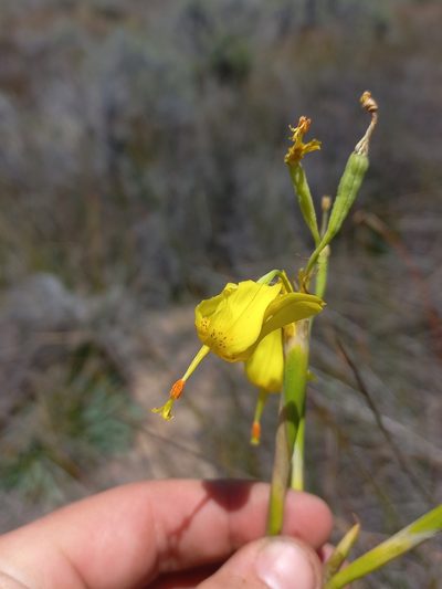 Moraea pendula, photographed by Brian du Preez