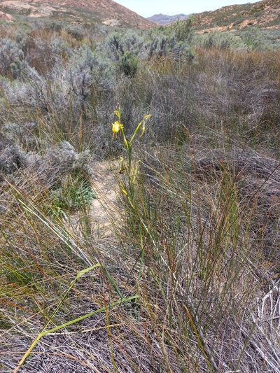 Moraea pendula, photographed by Brian du Preez