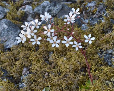 Saxifraga cotyledon, photographed by Ryan Hodnett