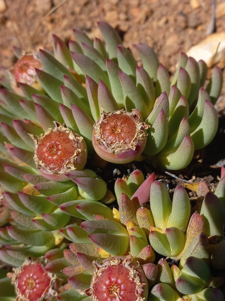 Cheiridopsis imitans, photographed by Brian du Preez