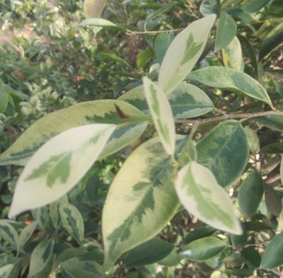 Ficus benjamina, photographed by ONG SOS Biodiversity
